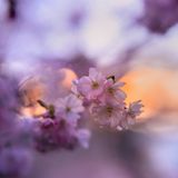 GEO LESERFOTO: Die besten Leserfotos: April 2020 - Bild 19