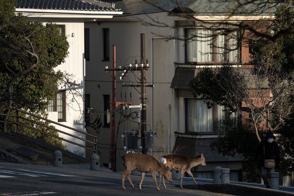 Nara Japan