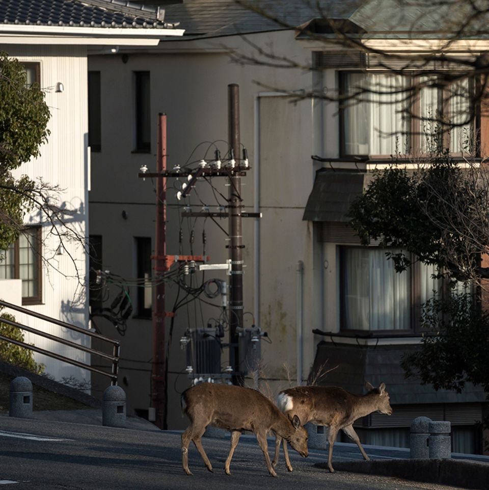 Nara Japan