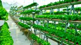 Vertical Farming