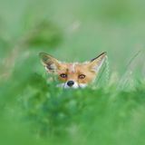 GEO LESERFOTO: Die besten Leserfotos: April 2020 - Bild 17