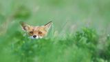 GEO LESERFOTO: Die besten Leserfotos: April 2020 - Bild 17