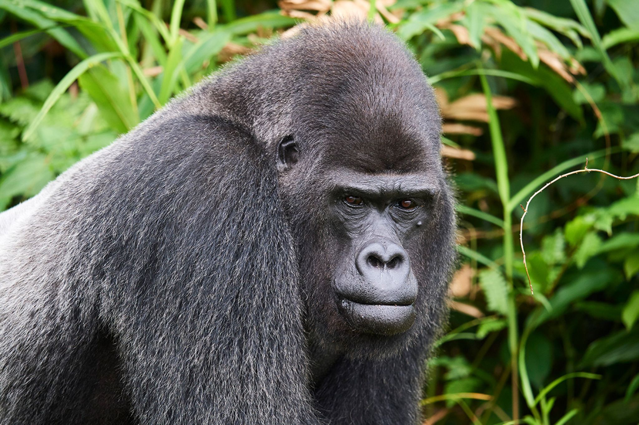 Woher bekommen Gorillas ihr B12?