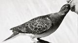 Die Vogel-WG