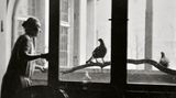Die Vogel-WG