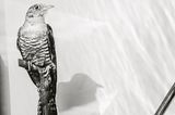 Die Vogel-WG