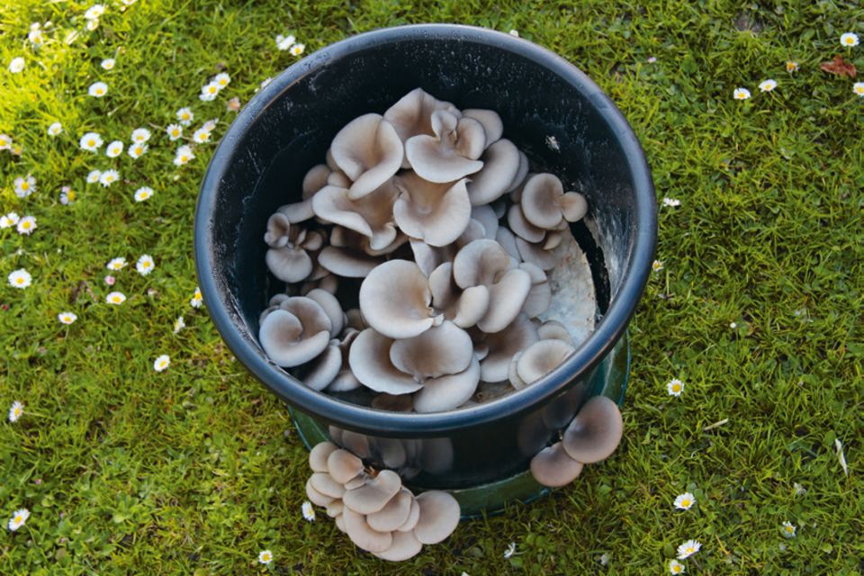 Pilze züchten im Eimer