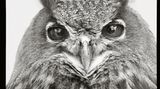 Die Vogel-WG