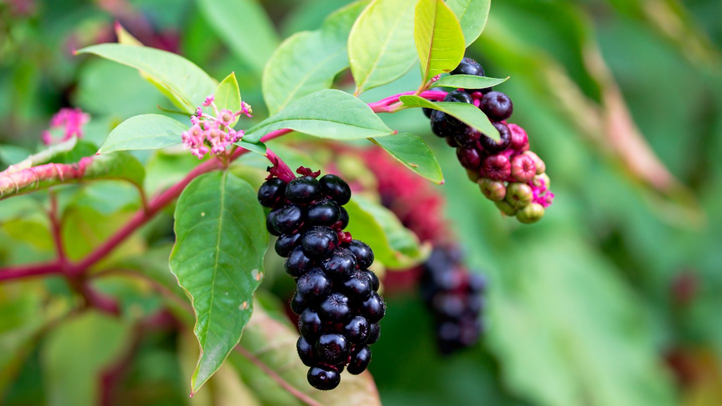 Beeren giftig oder nicht? [GEO]