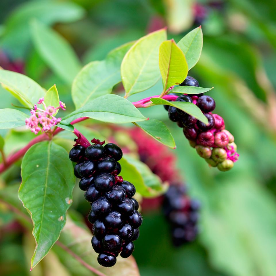 Beeren-Quiz