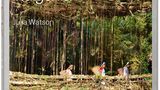Indigene Architektur: So bauen Menschen seit Jahrtausenden mit der Natur - Bild 9