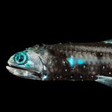 Laternenfisch