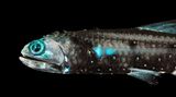 Laternenfisch