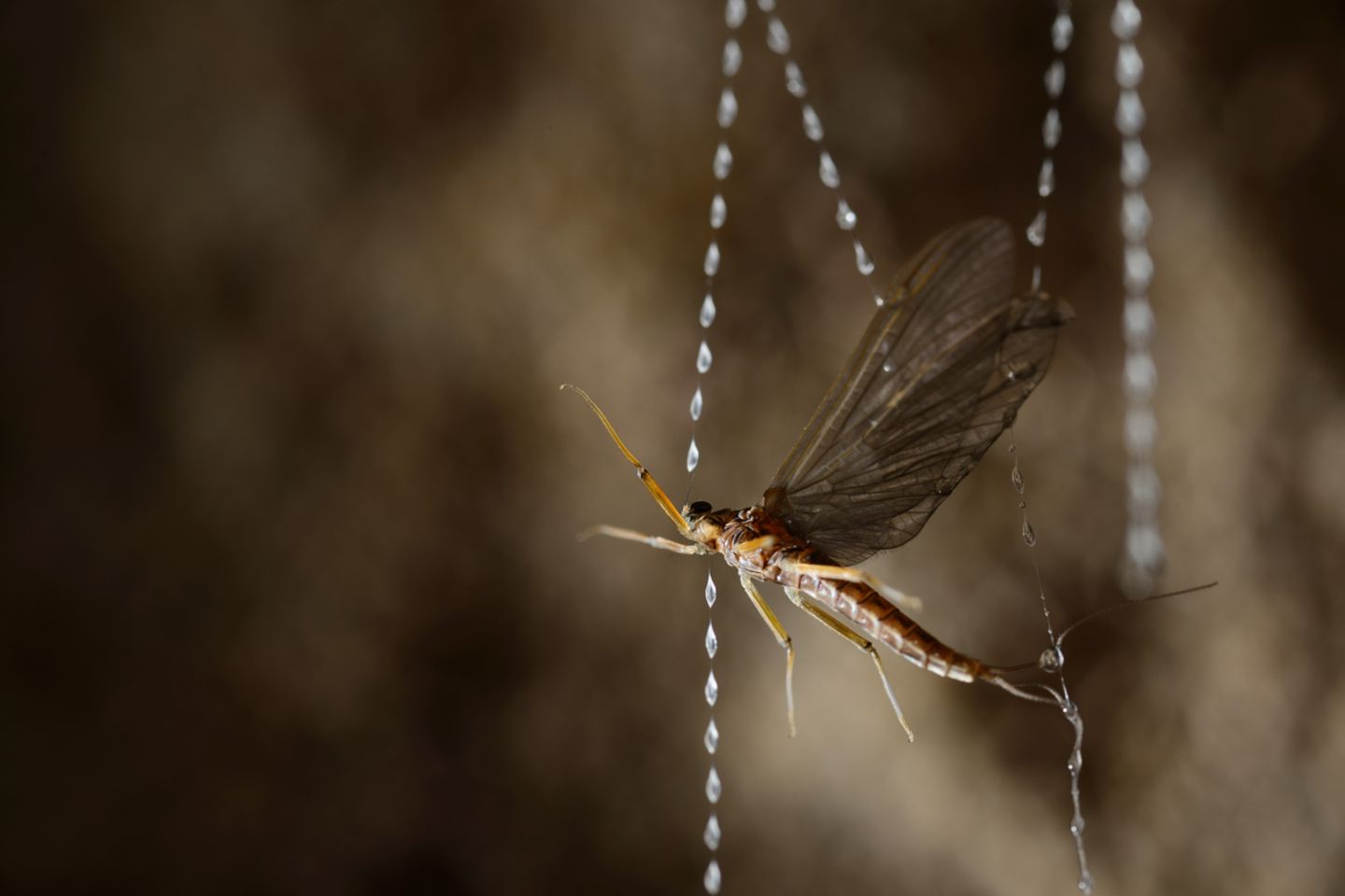 Eintagsfliege