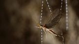 Eintagsfliege