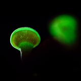 Herber Zwergknäueling