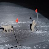 World Press Photo: die besten Natur- und Umweltfotos