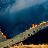 World Press Photo : Pressebilder des Jahres: Das sind die besten Natur- und Umweltfotos - Bild 2