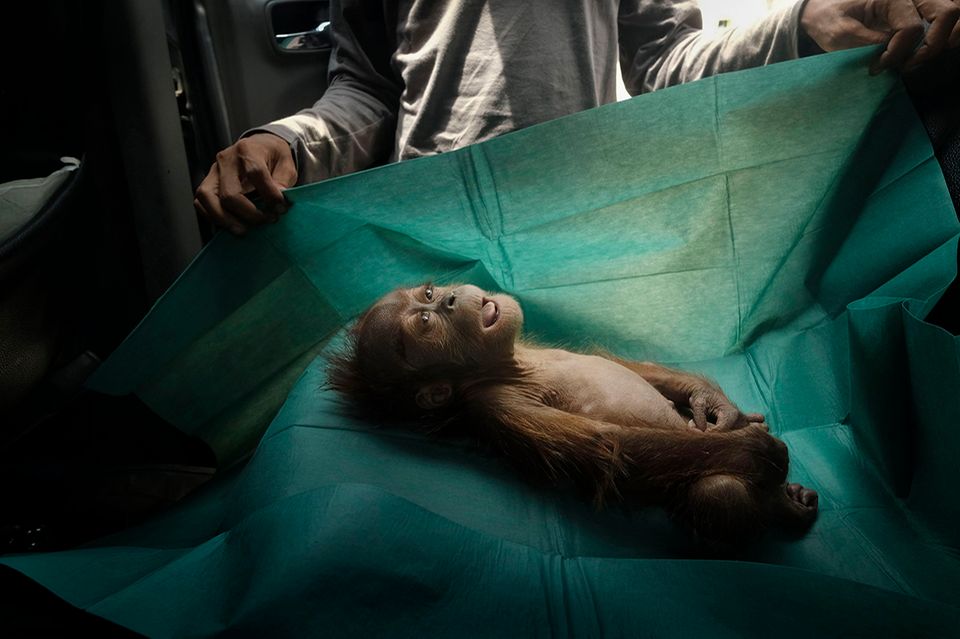 World Press Photo : Pressebilder des Jahres: Das sind die besten Natur- und Umweltfotos - Bild 4