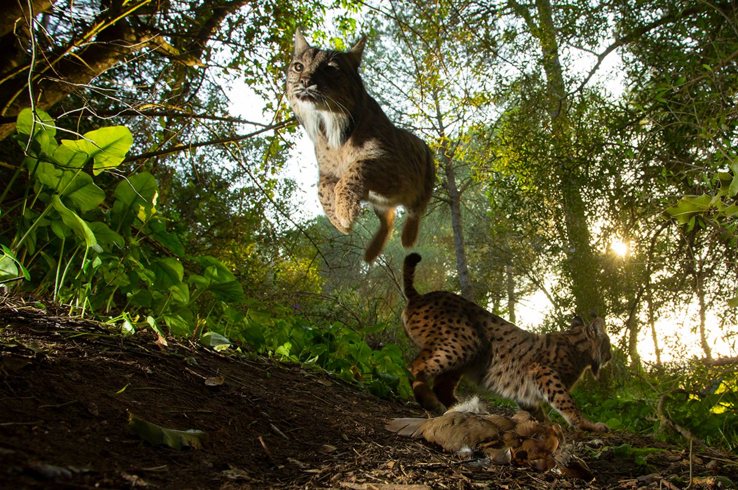 World Press Photo : Pressebilder des Jahres: Das sind die besten Natur- und Umweltfotos - Bild 6