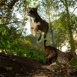 World Press Photo : Pressebilder des Jahres: Das sind die besten Natur- und Umweltfotos - Bild 6