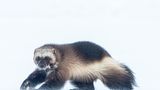 World Press Photo : Pressebilder des Jahres: Das sind die besten Natur- und Umweltfotos - Bild 12