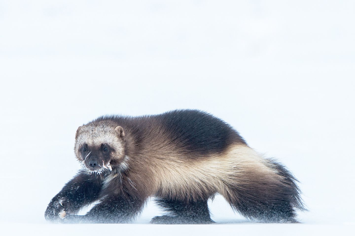World Press Photo : Pressebilder des Jahres: Das sind die besten Natur- und Umweltfotos - Bild 12