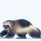 World Press Photo : Pressebilder des Jahres: Das sind die besten Natur- und Umweltfotos - Bild 12