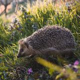 GEO LESERFOTO: Die besten Leserfotos: April 2020 - Bild 8