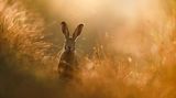 Naturfotograf des Jahres 2020 - die Gewinnerbilder