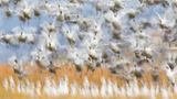 Fotopreis der GdT: Naturfotograf des Jahres: Das sind Gewinnerbilder - Bild 2