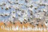 Fotopreis der GdT: Naturfotograf des Jahres: Das sind Gewinnerbilder - Bild 2