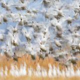 Fotopreis der GdT: Naturfotograf des Jahres: Das sind Gewinnerbilder - Bild 2