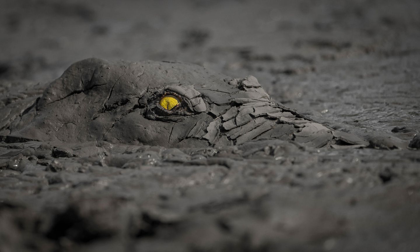 Fotopreis der GdT: Naturfotograf des Jahres: Das sind Gewinnerbilder - Bild 3
