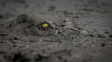Fotopreis der GdT: Naturfotograf des Jahres: Das sind Gewinnerbilder - Bild 3