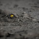 Fotopreis der GdT: Naturfotograf des Jahres: Das sind Gewinnerbilder - Bild 3