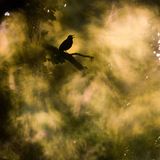 Fotopreis der GdT: Naturfotograf des Jahres: Das sind Gewinnerbilder - Bild 6