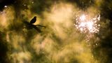 Fotopreis der GdT: Naturfotograf des Jahres: Das sind Gewinnerbilder - Bild 6