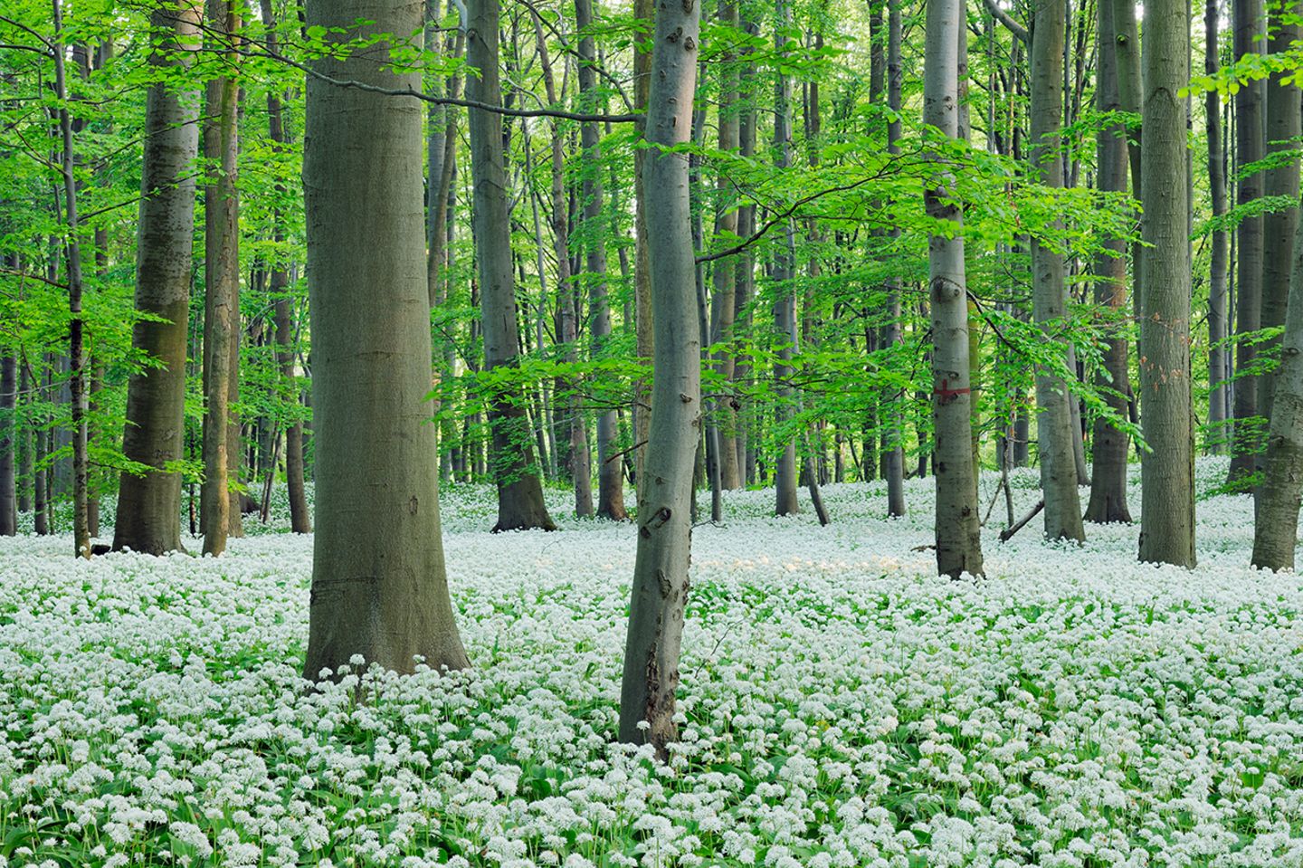 Nationalpark Hainich