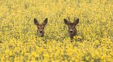GEO LESERFOTO: Die besten Leserfotos: Mai 2020 - Bild 18