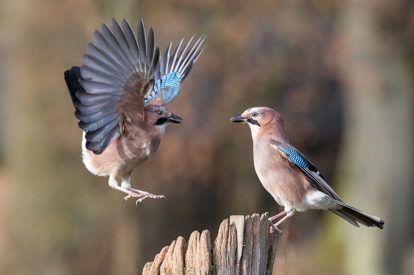 Artenreiche Vogelwelt