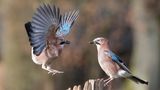 Artenreiche Vogelwelt