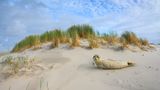 Wattenmeer