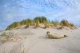 Wattenmeer