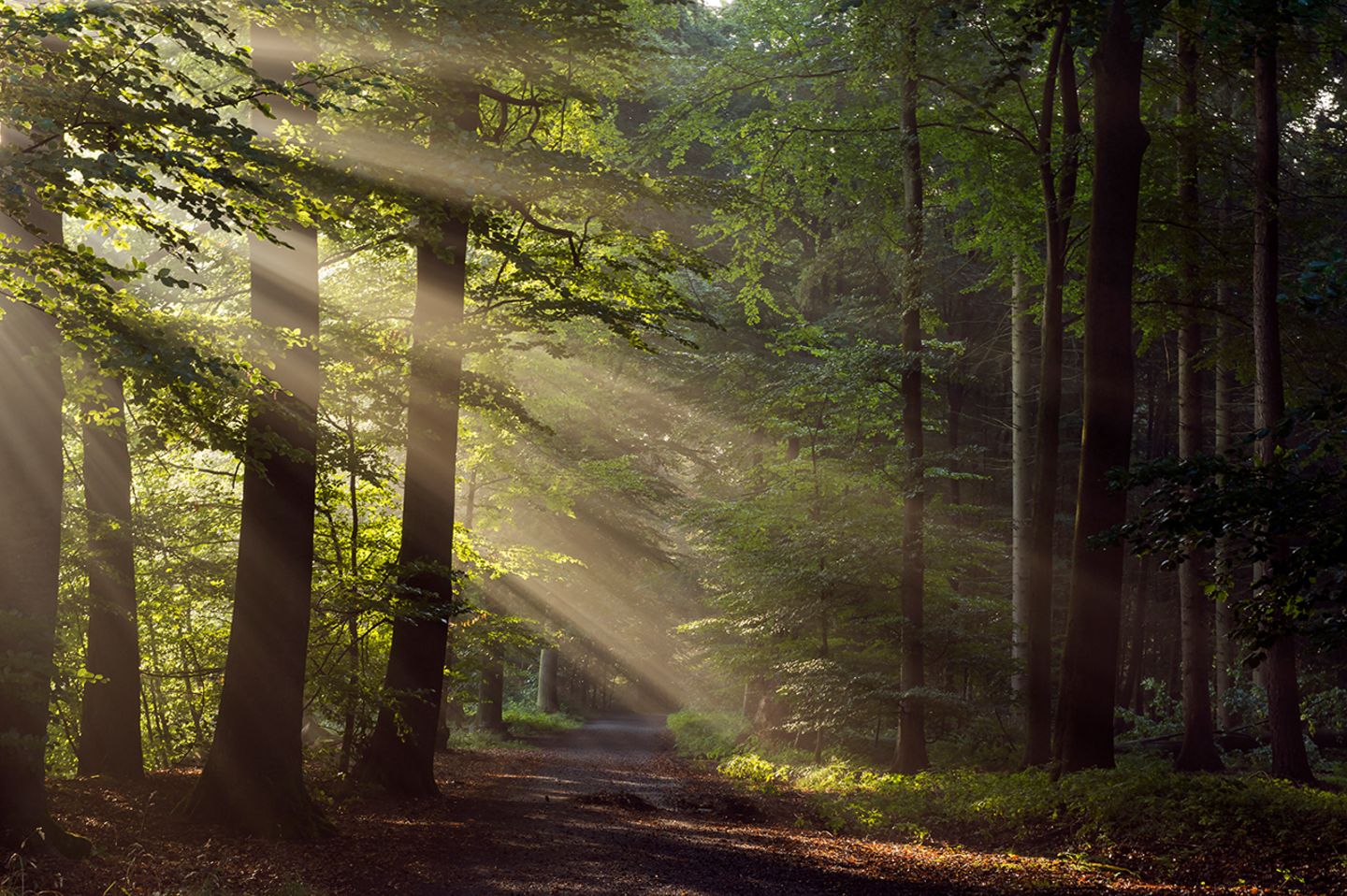 Teutoburger Wald