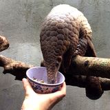 Bedrohte Tierarten: Harte Kerle: Schuppentiere - Bild 3