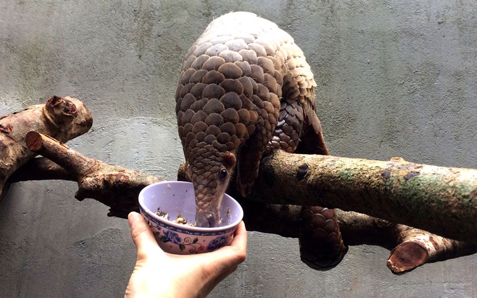 Bedrohte Tierarten: Harte Kerle: Schuppentiere - Bild 3