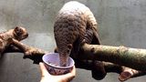 Bedrohte Tierarten: Harte Kerle: Schuppentiere - Bild 3