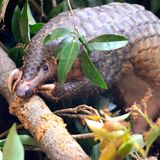 Bedrohte Tierarten: Harte Kerle: Schuppentiere