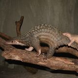 Bedrohte Tierarten: Harte Kerle: Schuppentiere - Bild 4